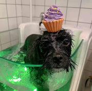 Element Party | Pet Bath Bombs