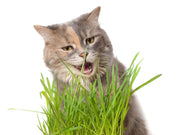 HealthyPet |  Dry Cat Grass